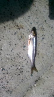 Salakka 15 g