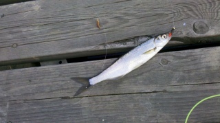 Salakka 20 g