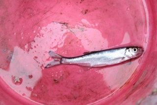Salakka 50 g
