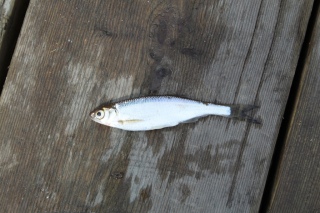 Salakka 20 g