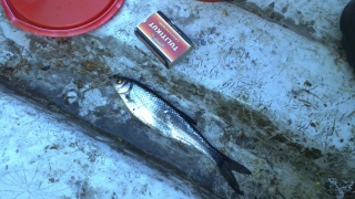 Salakka 55 g