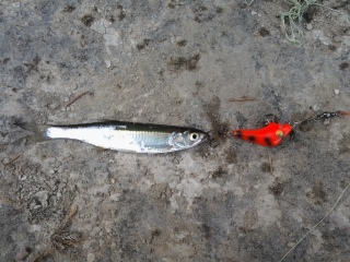 Salakka 10 g