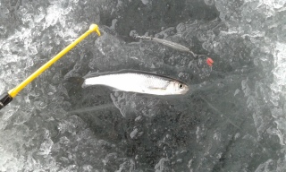 Salakka 25 g