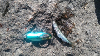 Salakka 10 g