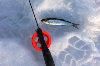 Salakka 20 g