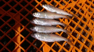 Salakka 50 g