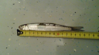 Salakka 50 g