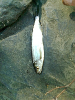 Salakka 30 g