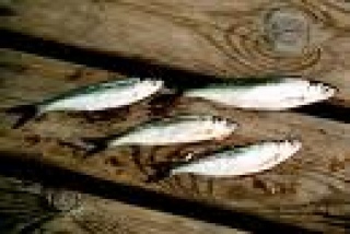 Salakka 200 g