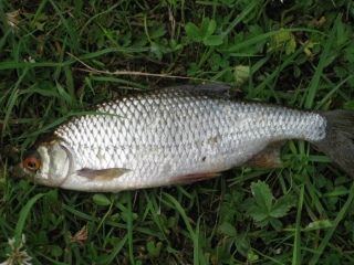 S�rki 160 g