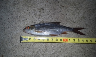 S�rki 40 g