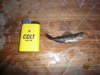 Kiiski 10 g