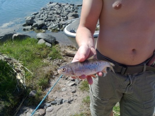 S�rki 150 g