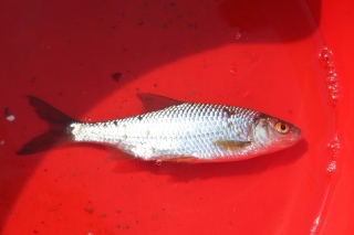 S�rki 50 g
