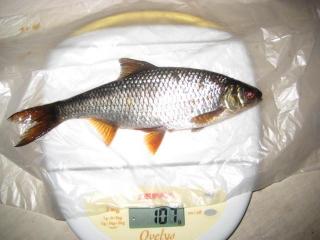 S�rki 107 g