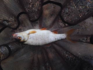S�rki 260 g