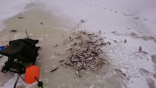 S�rki 5,00 kg