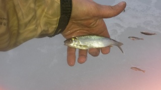 S�rki 25 g