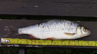 S�rki 165 g