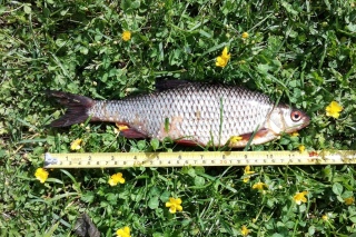 S�rki 305 g