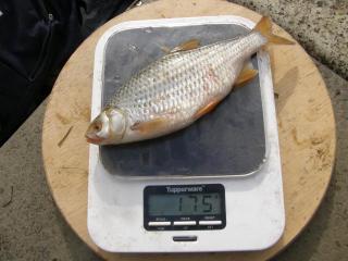 S�rki 175 g