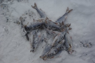 S�rki 1,16 kg