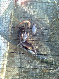 S�rki 1,50 kg