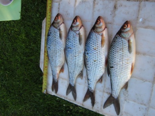 S�rki 1,09 kg