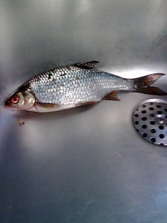 S�rki 250 g
