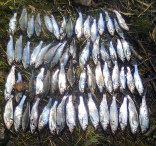S�rki 1,50 kg