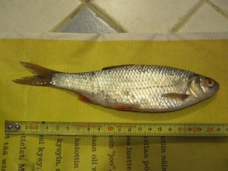 S�rki 100 g