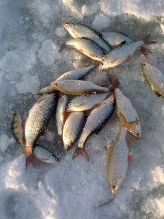S�rki 100 g