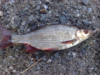 S�rki 45 g