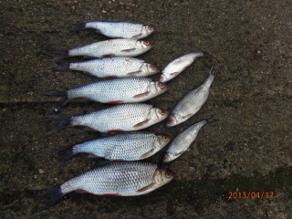 S�rki 100 g