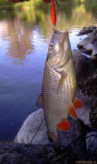 Turpa 600 g