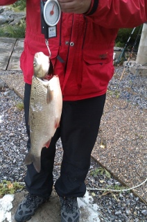 S�yne 1,50 kg