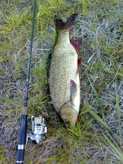 S�yne 1,25 kg