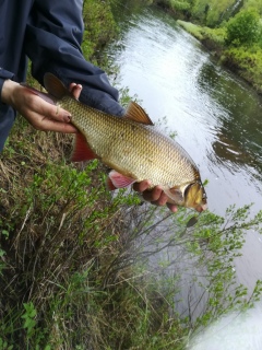 S�yne 1,50 kg