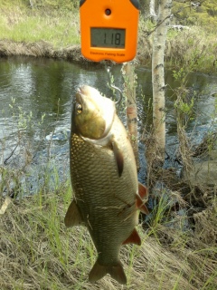 S�yne 1,18 kg