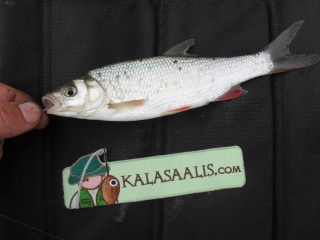 S�yne 30 g