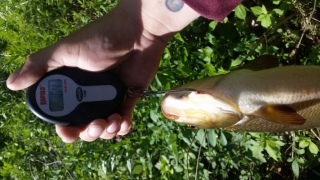 S�yne 1,64 kg