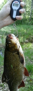 S�yne 1,36 kg