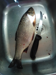 S�yne 600 g