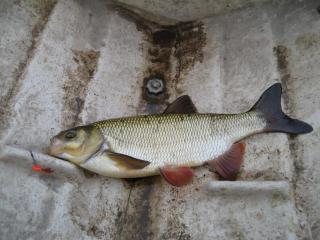 Säyne 1,45 kg