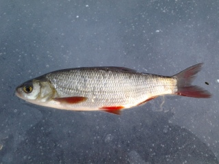 S�yne 50 g