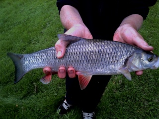 Turpa 800 g