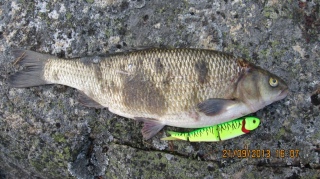 S�yne 2,11 kg