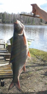 Toutain 4,60 kg
