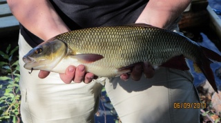 S�yne 1,20 kg