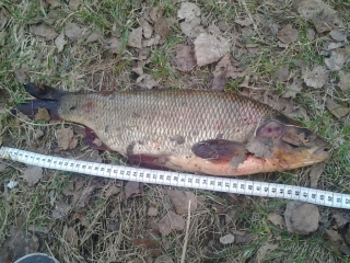 S�yne 1,51 kg